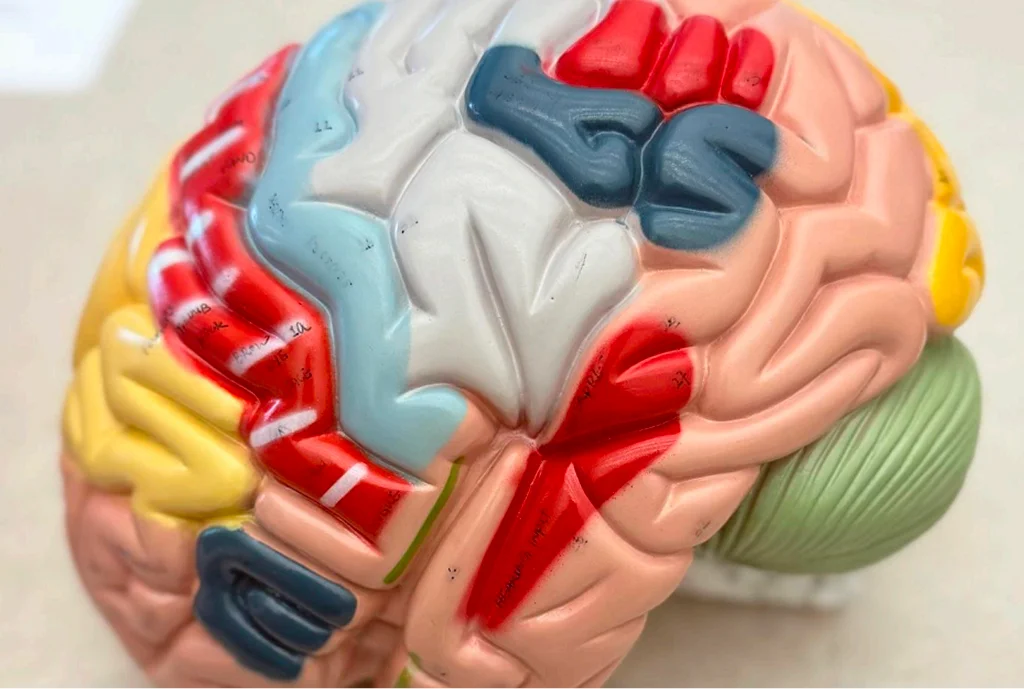 cerebro