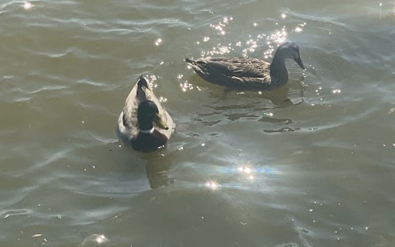 patos en el río